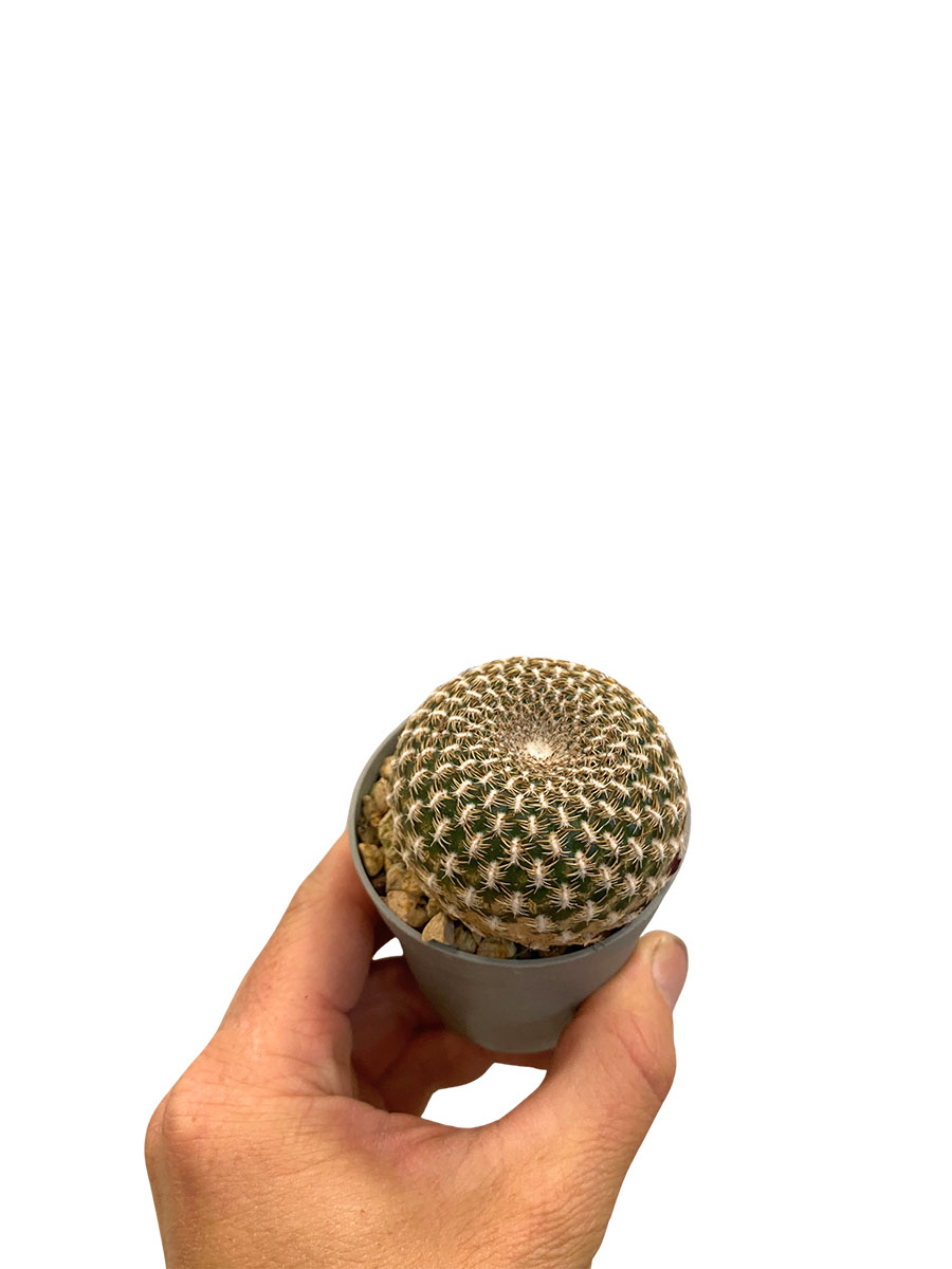 Sulcorebutia Arenacea
