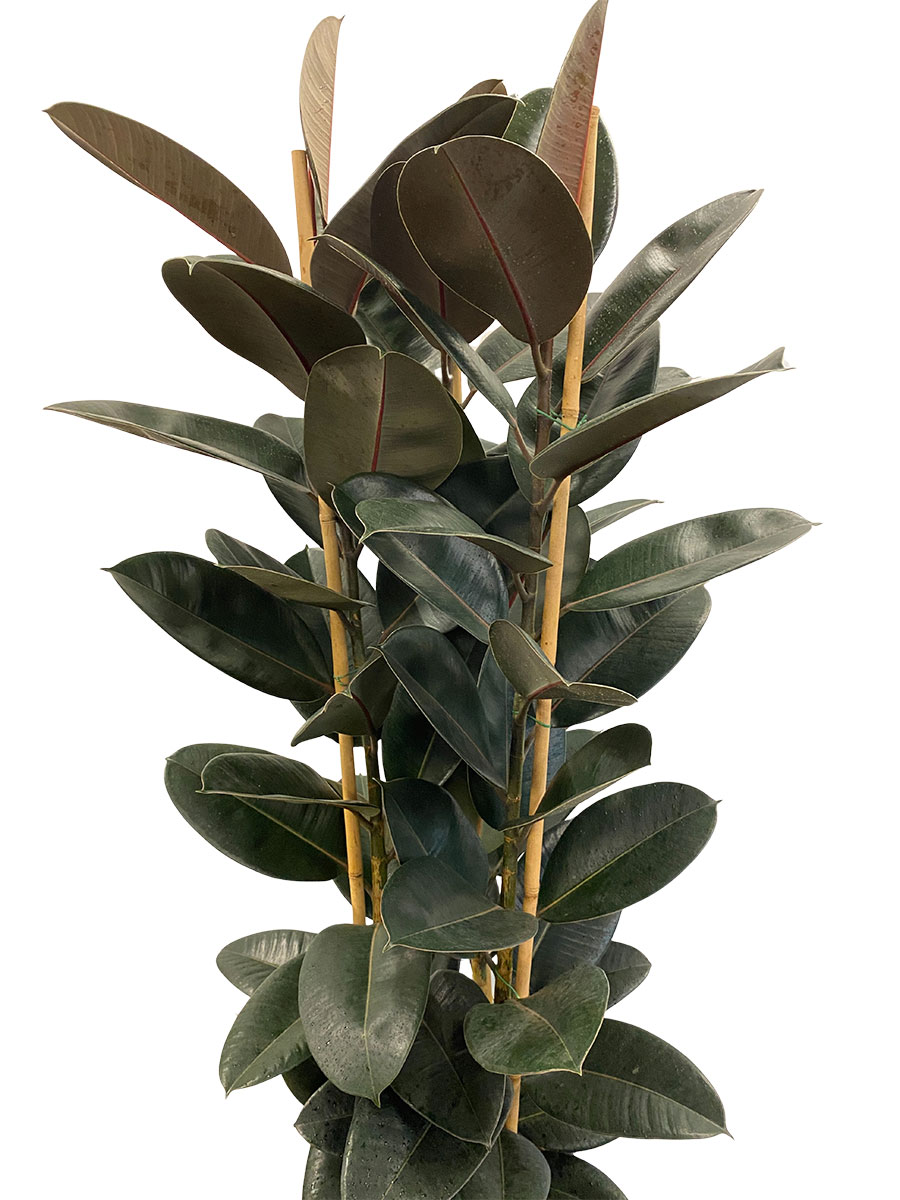 Gummibaum Abidjan Säule - Gross