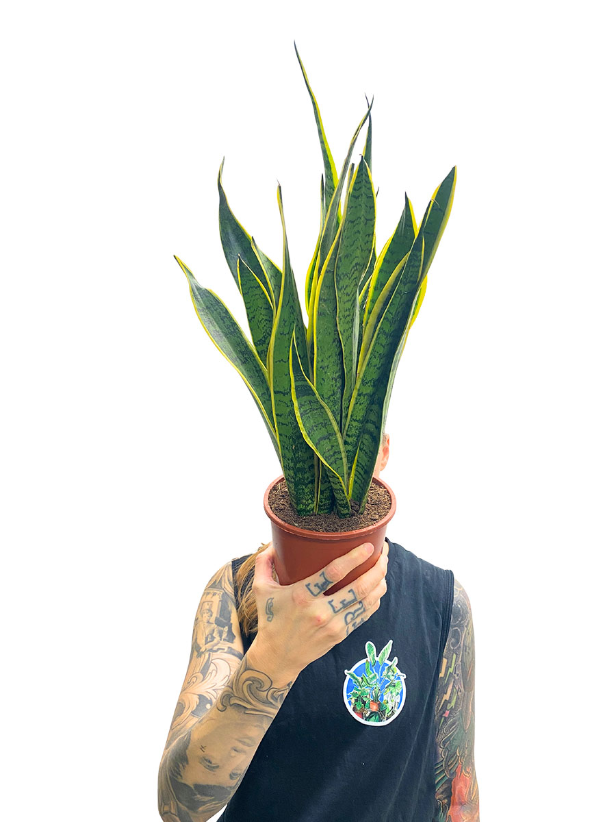 Bogenhanf Sansevieria Laurentii