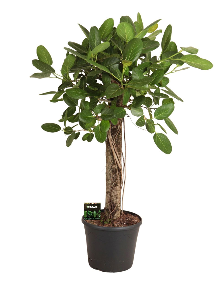 Ficus Benghalensis Audrey Stamm - Ø35