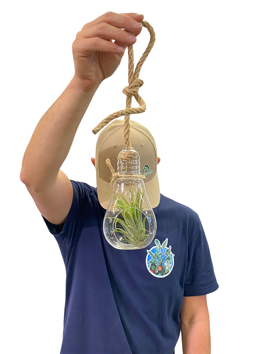 Hänger - Tillandsia Glas Lampe