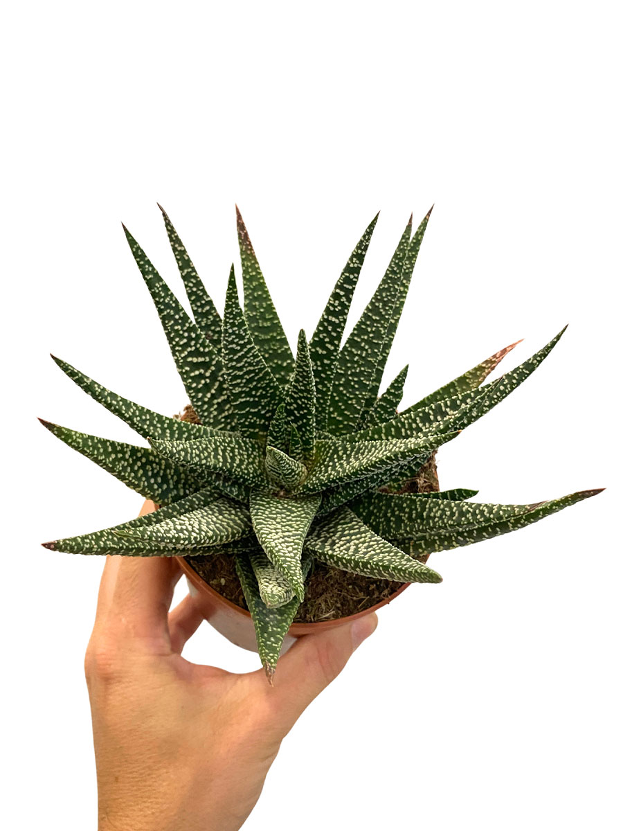 Gasteria Flow Verrucosa