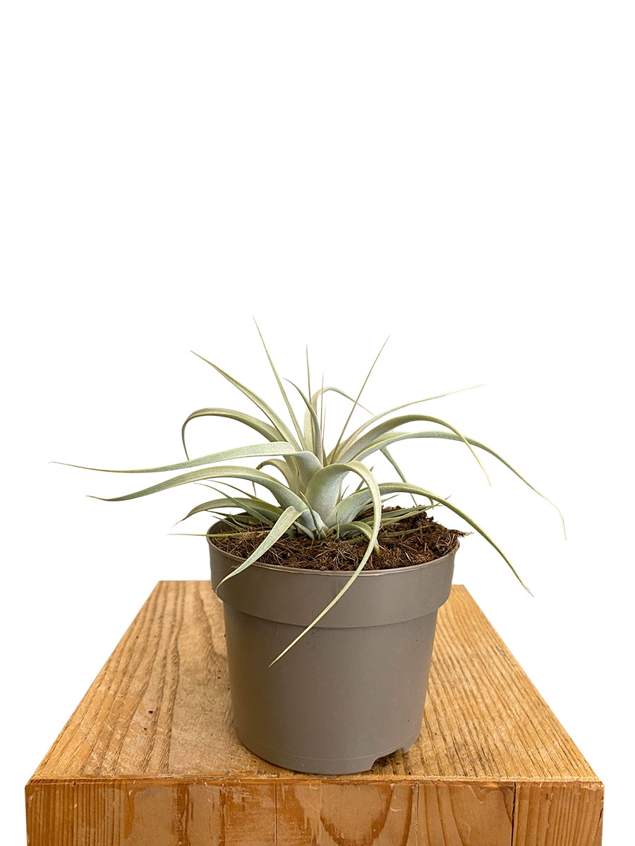 Tillandsia Xerographica Silver Beauty