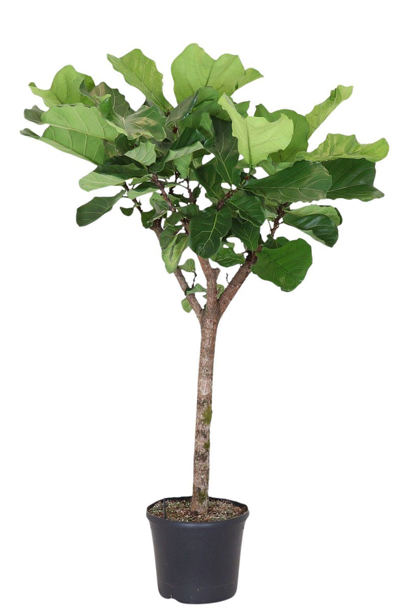 Geigenfeige Ficus lyrata Stamm