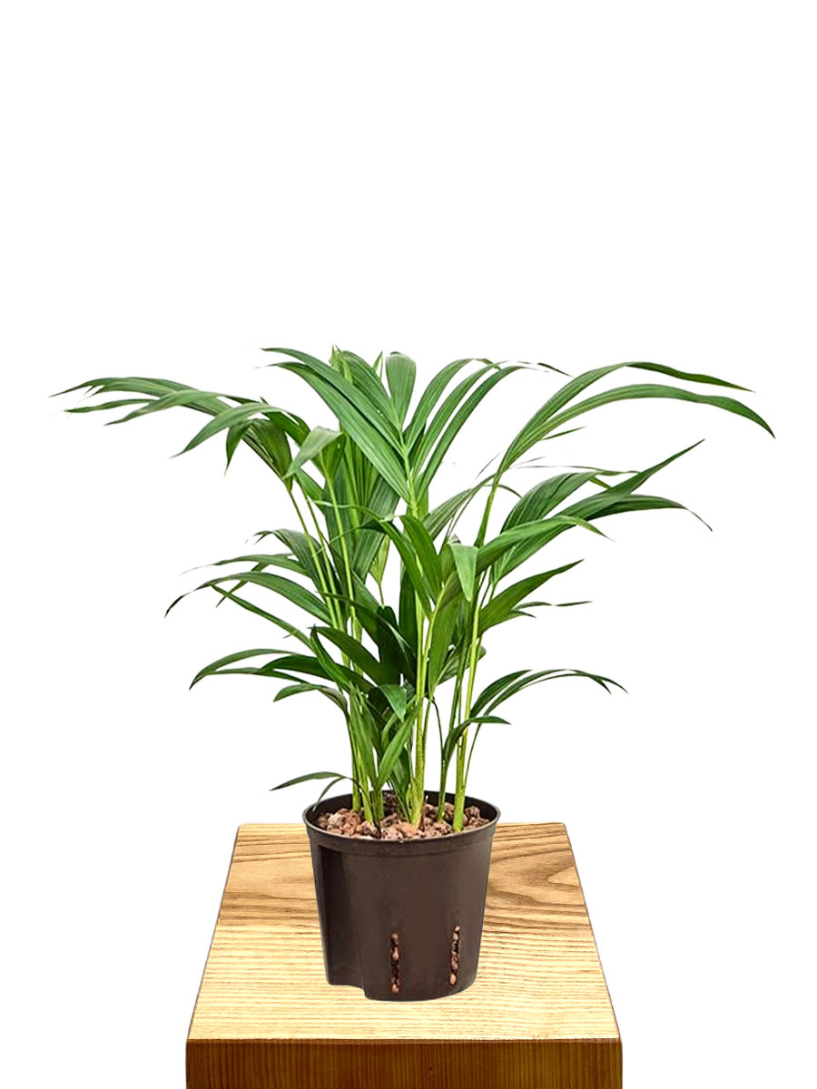 Hydro - Goldfruchtpalme Dypsis Areca