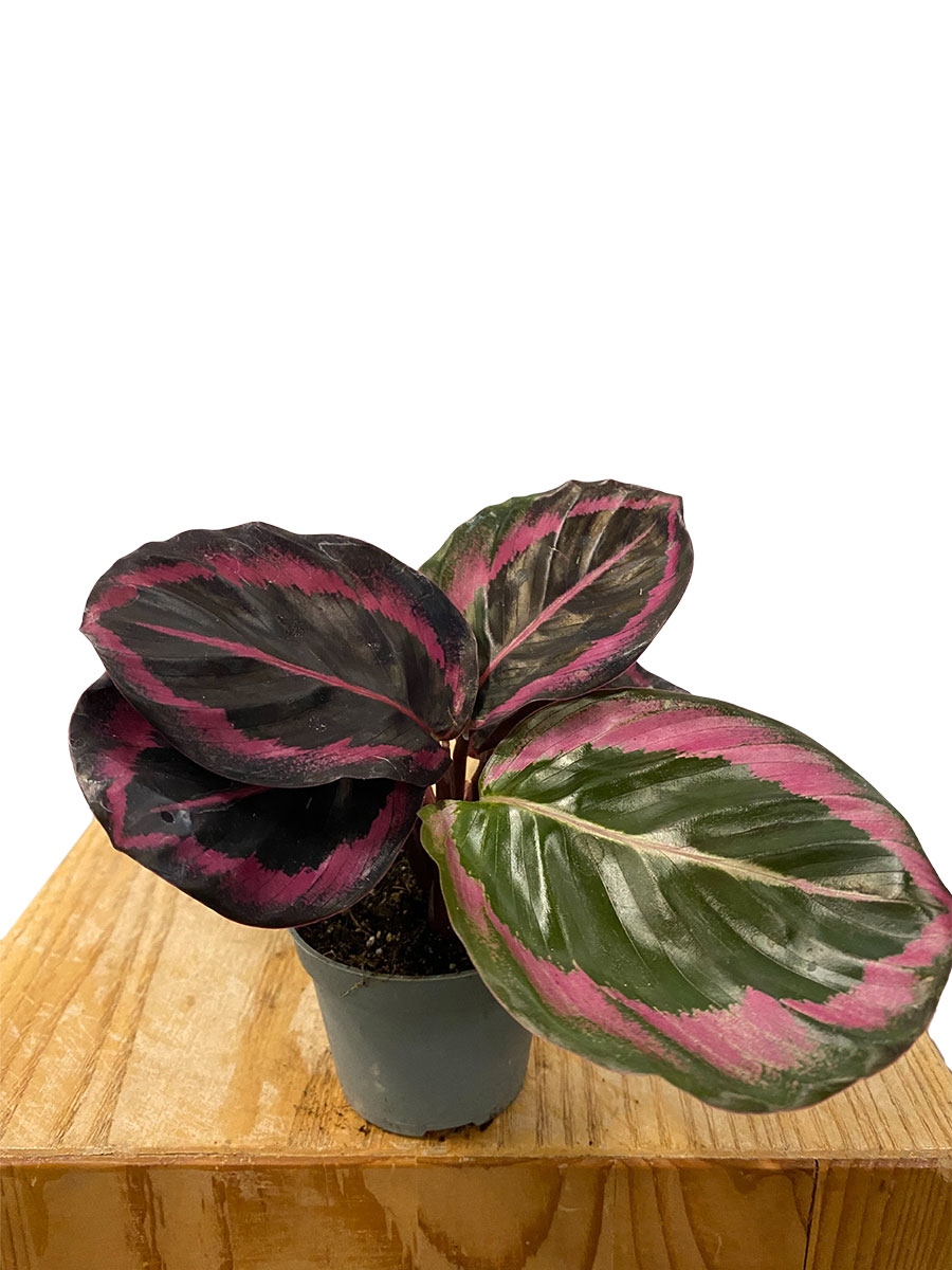 Baby Calathea Roseopicta Dottie
