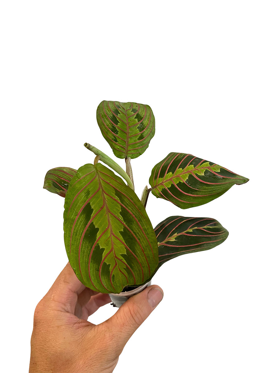 Baby Maranta Leuconeura Tricolor