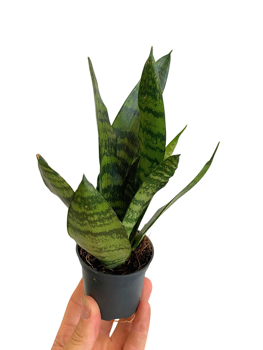 Baby Bogenhanf Sansevieria Black Coral