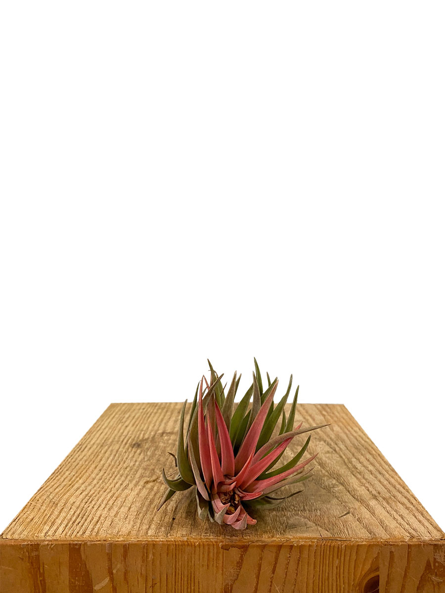 Tillandsia Cyanea Abdita