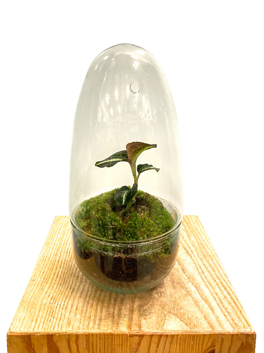 Juwelorchidee Amber Premium Glas mit Haube Juwelorchidee Amber Premium Glas mit Haube