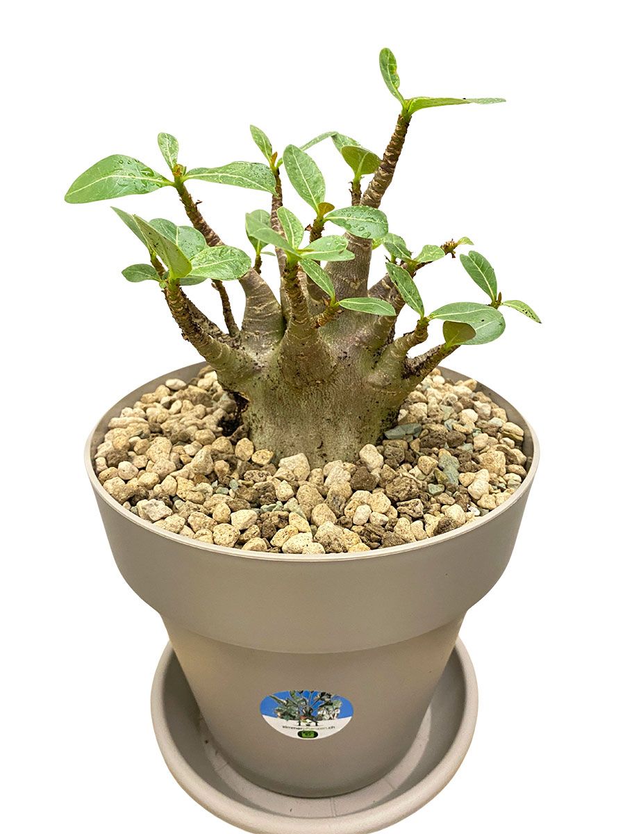 Wüstenrose Adenium Arabicum Baobab - Ø12 cm