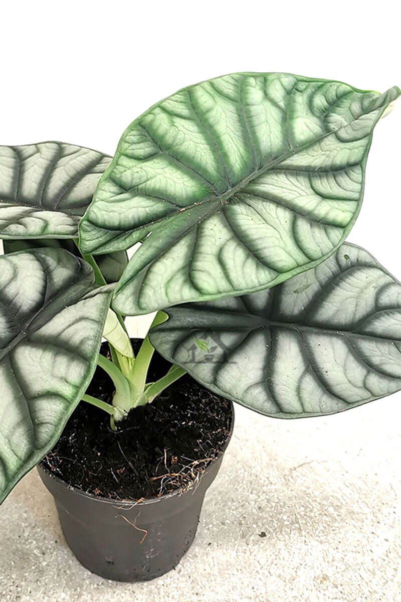 Alocasia silver dragon Zimmerpflanzen online kaufenn