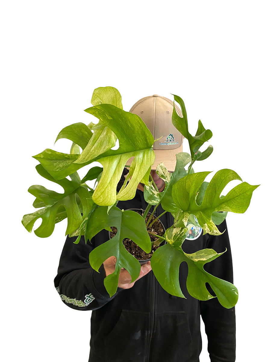 Monstera Minima Variegata