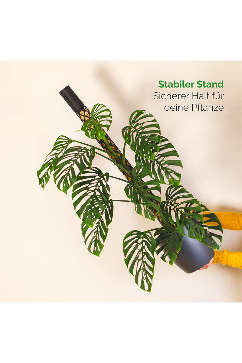 PlantMe Moosstab Midi Set - Schwarz