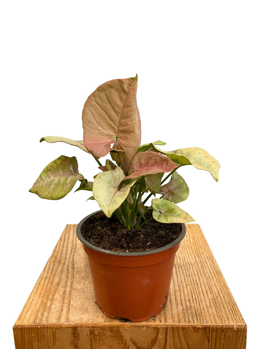 Syngonium Neon