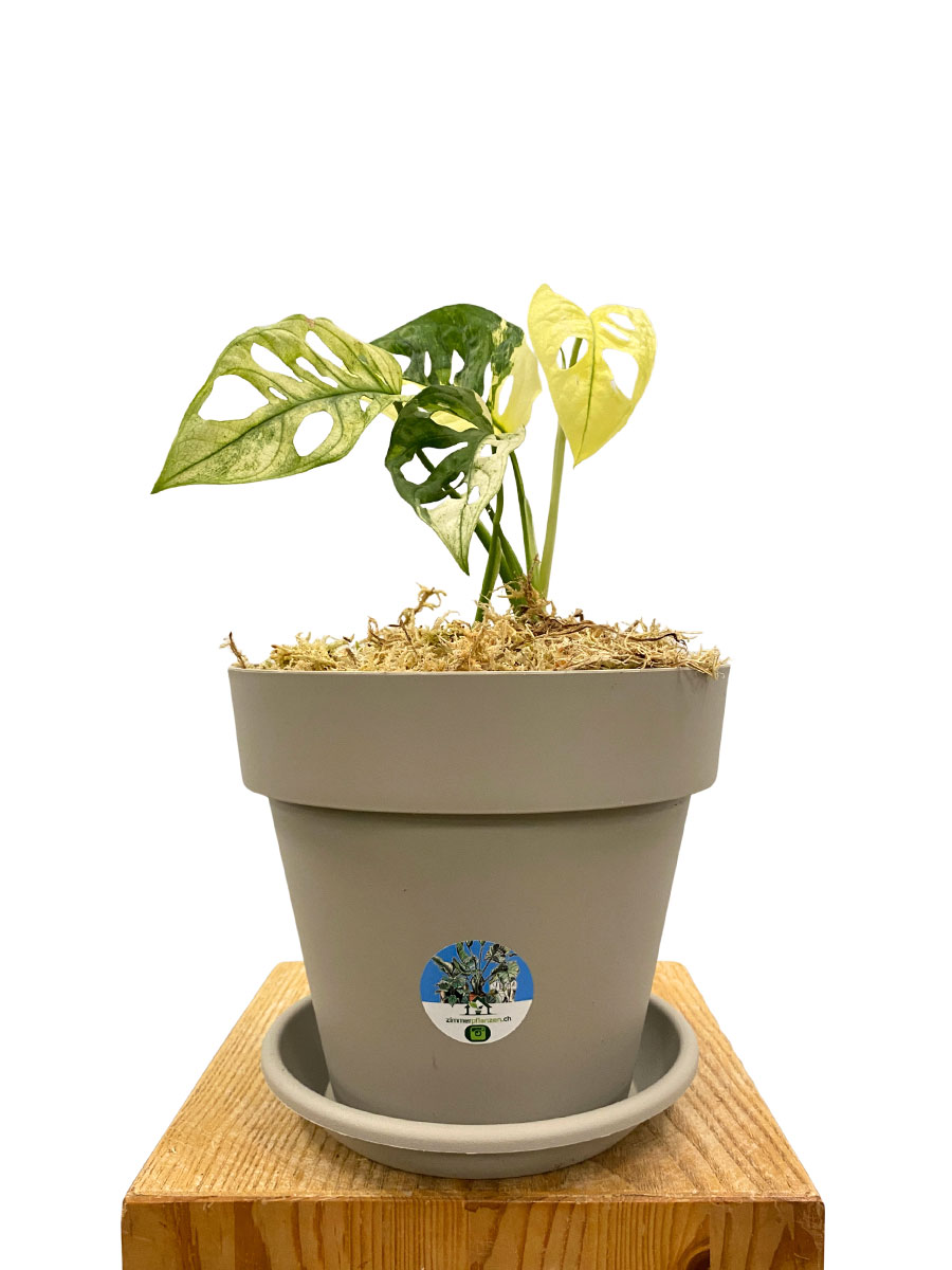 Monstera Adansonii Variegata