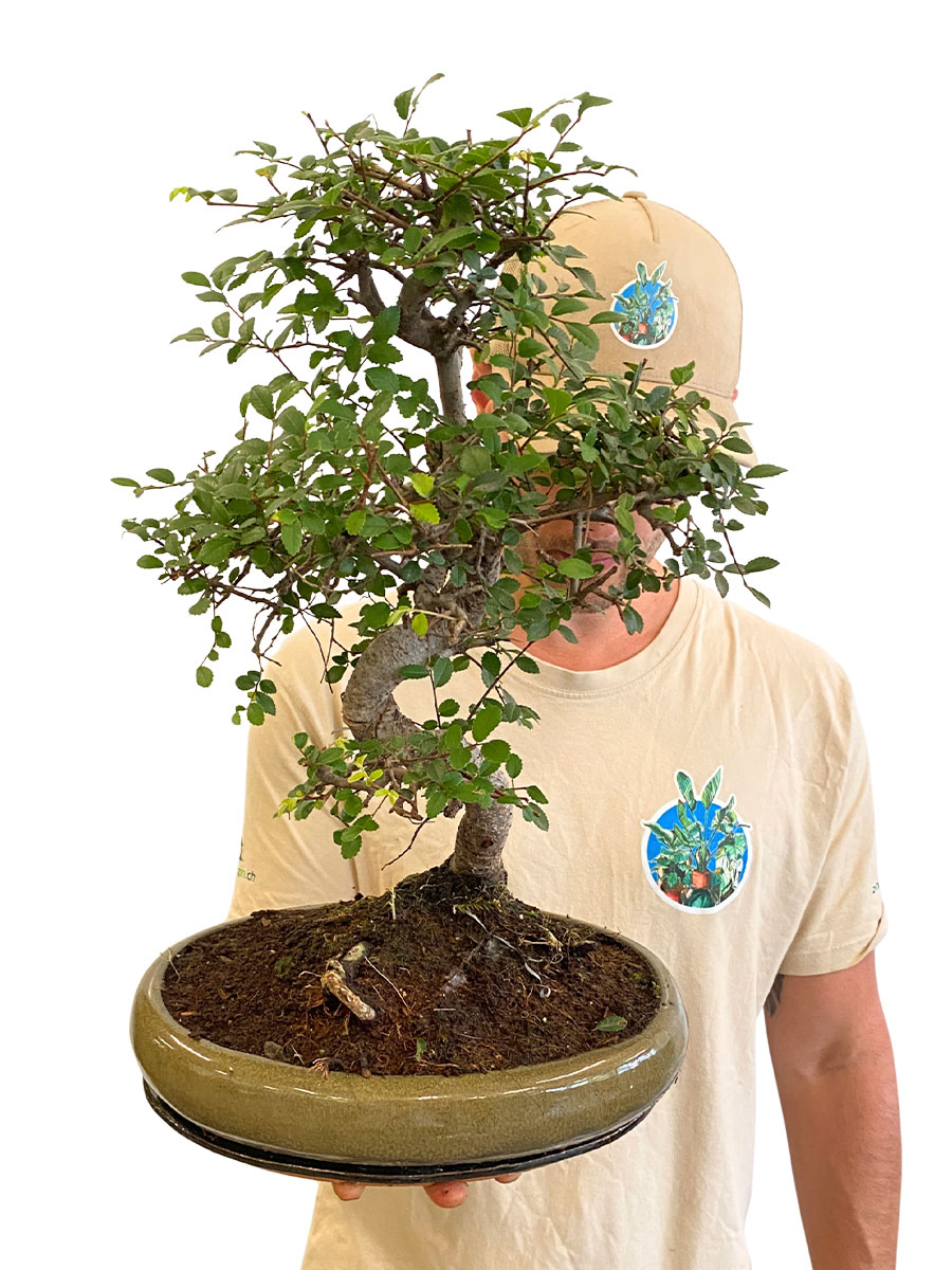 Bonsai - Japanische Zelkove