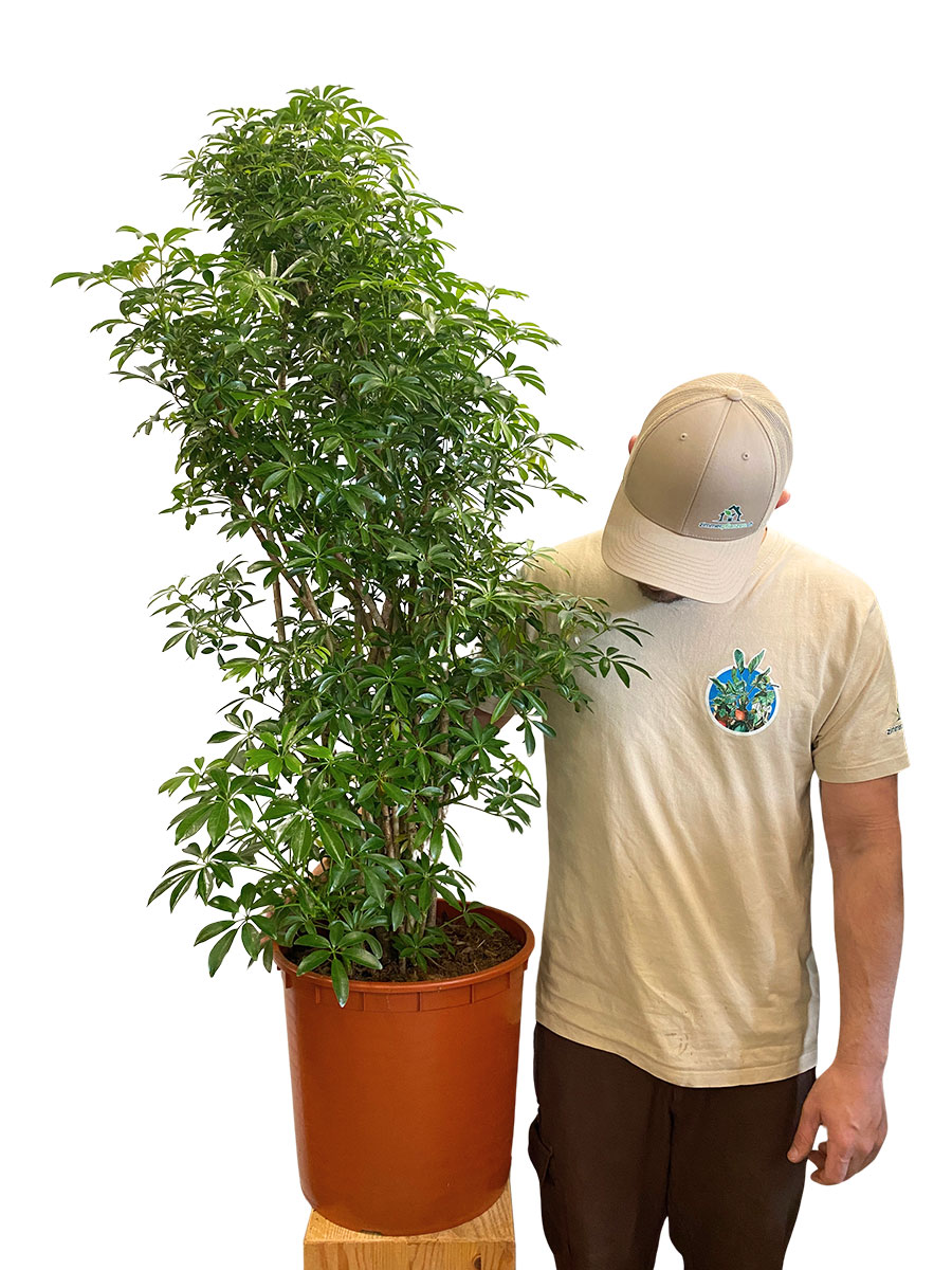 Schefflera Arboricola Luseana