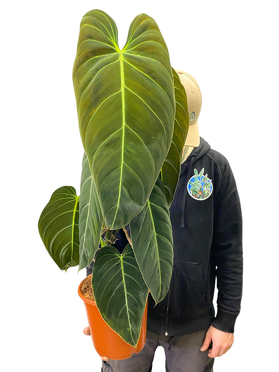 Philodendron Melanochrysum - Gross