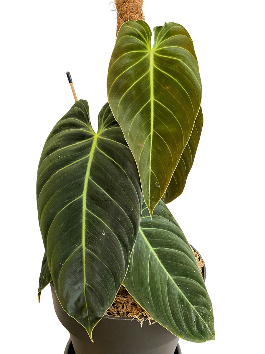 Philodendron Melanochrysum Moosstab