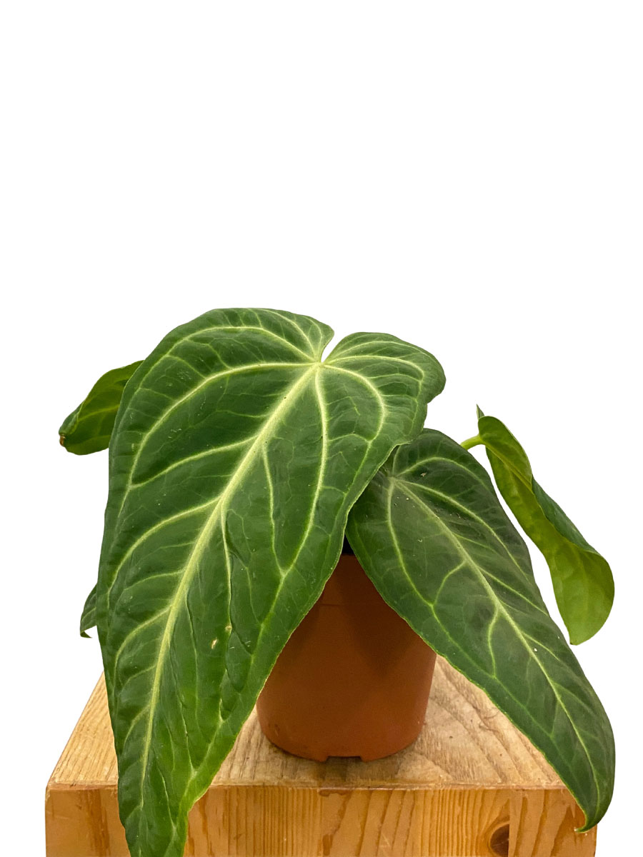 Anthurium Villenaorum