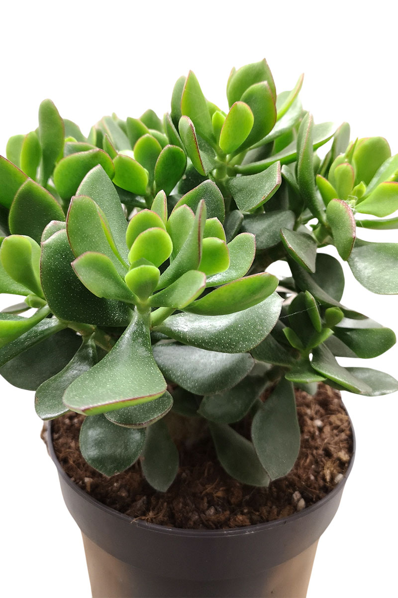 Geldbaum Crassula ovata Magic