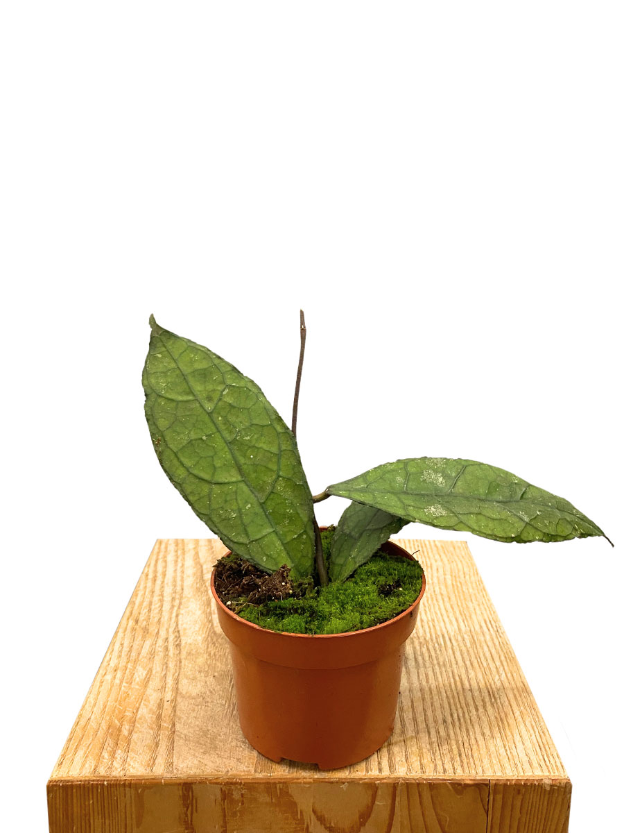 Hoya Clemensiorum Dark Leaf 