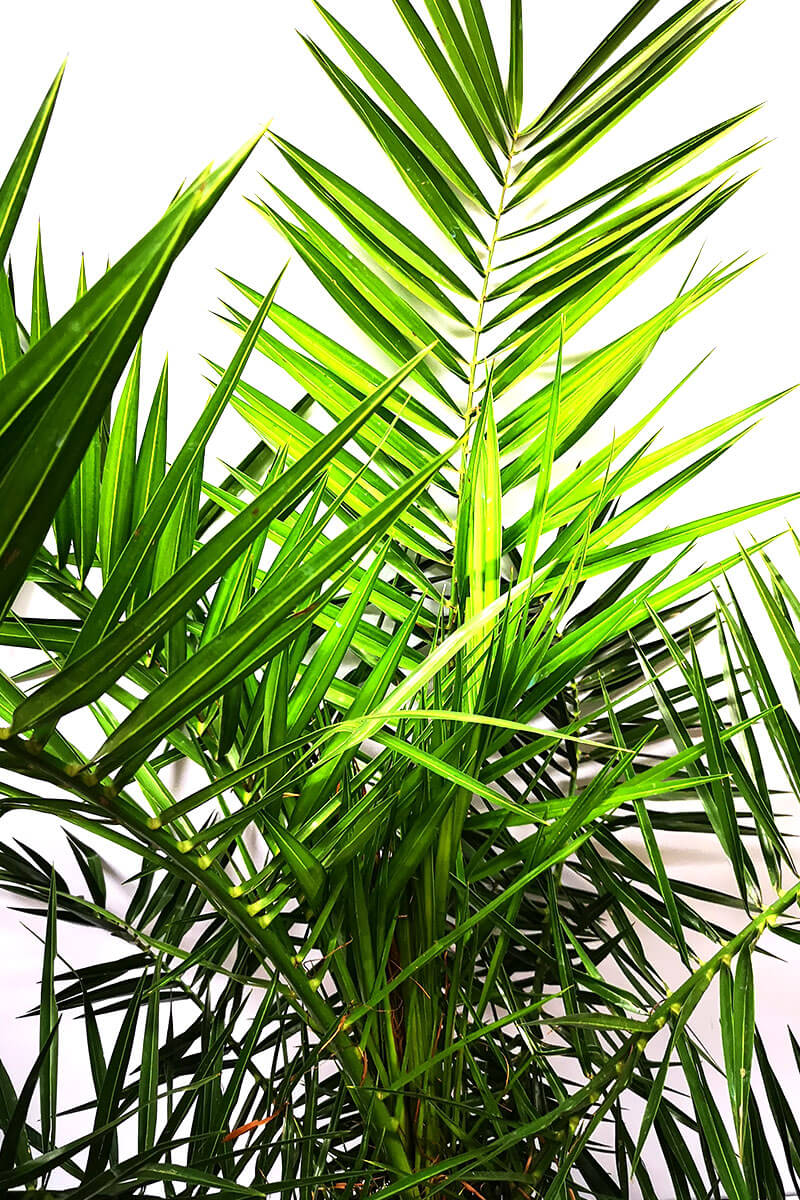 Phoenix canariensis Kanarische Phönixpalme 130-140cm