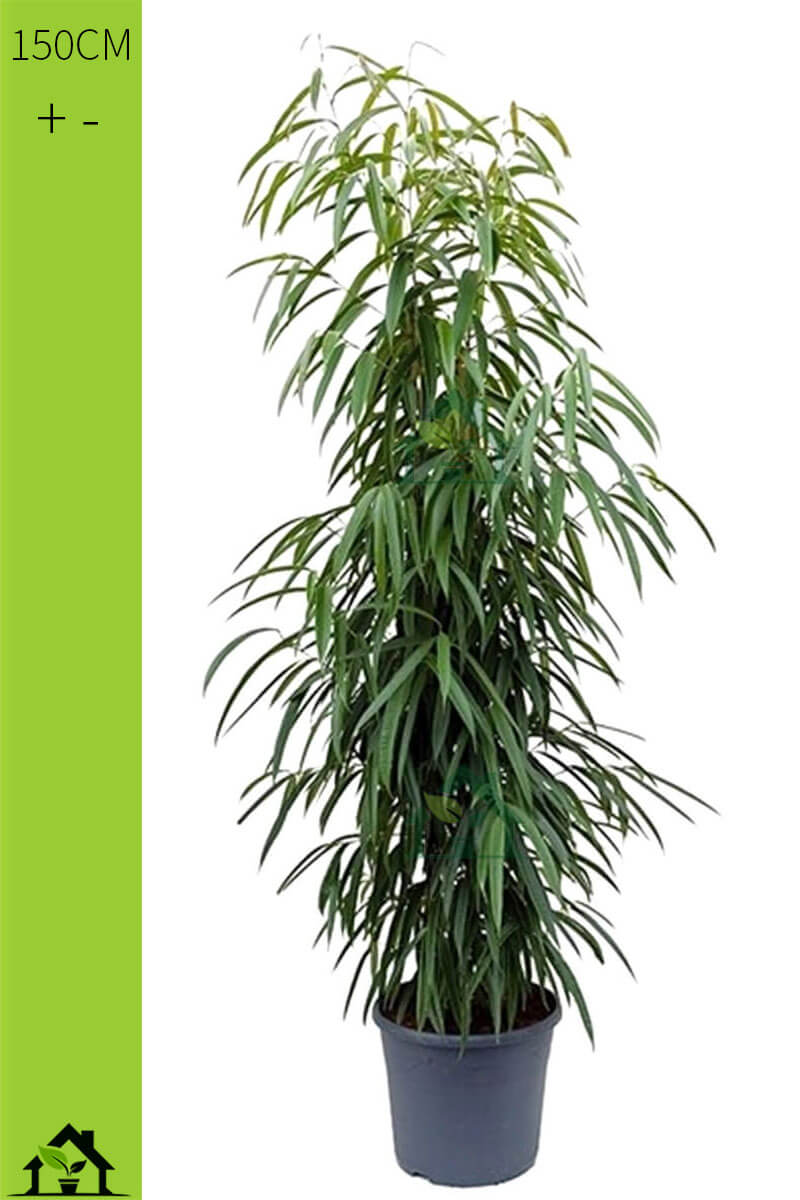Oleanderfeige Tuoff 150cm