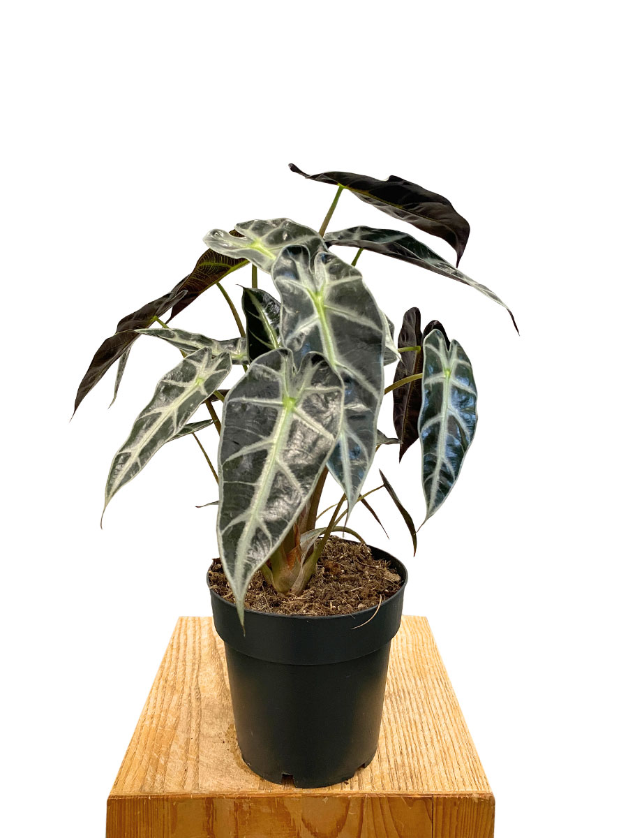 Alocasia Bambino Arrow