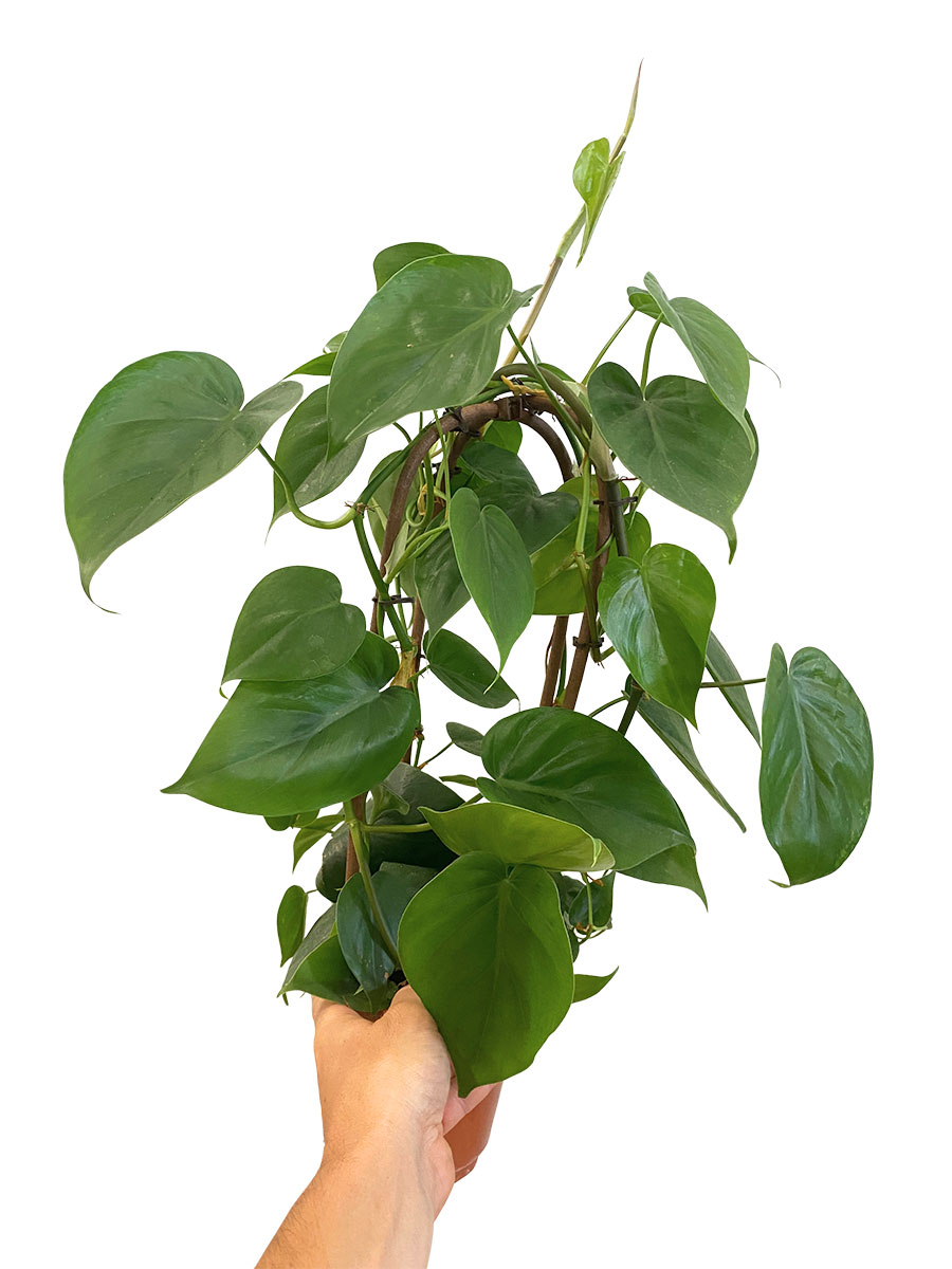 Philodendron Scandens - Ø14 cm