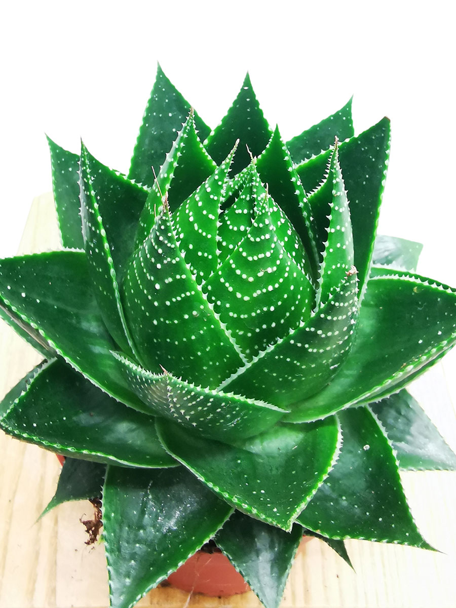 Aloe Cosmo