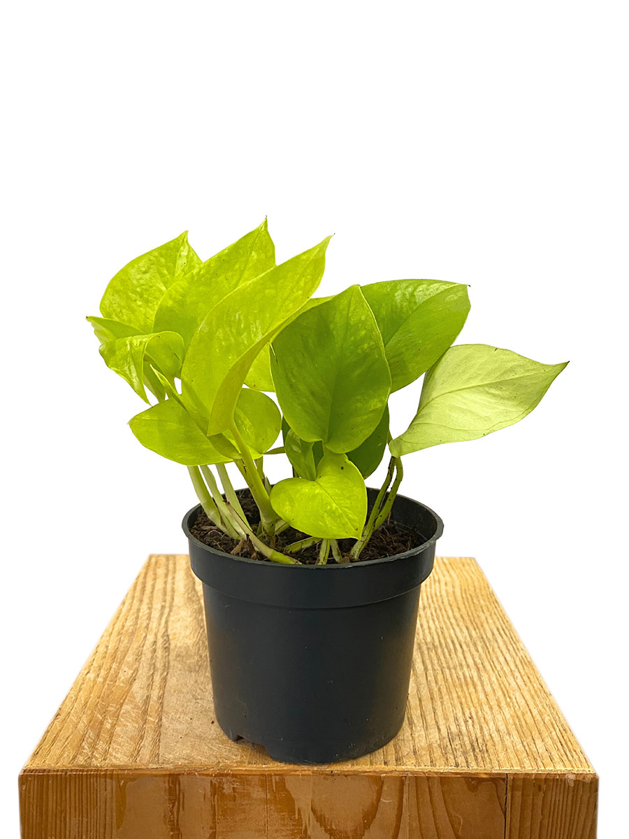 Epipremnum Golden Pothos