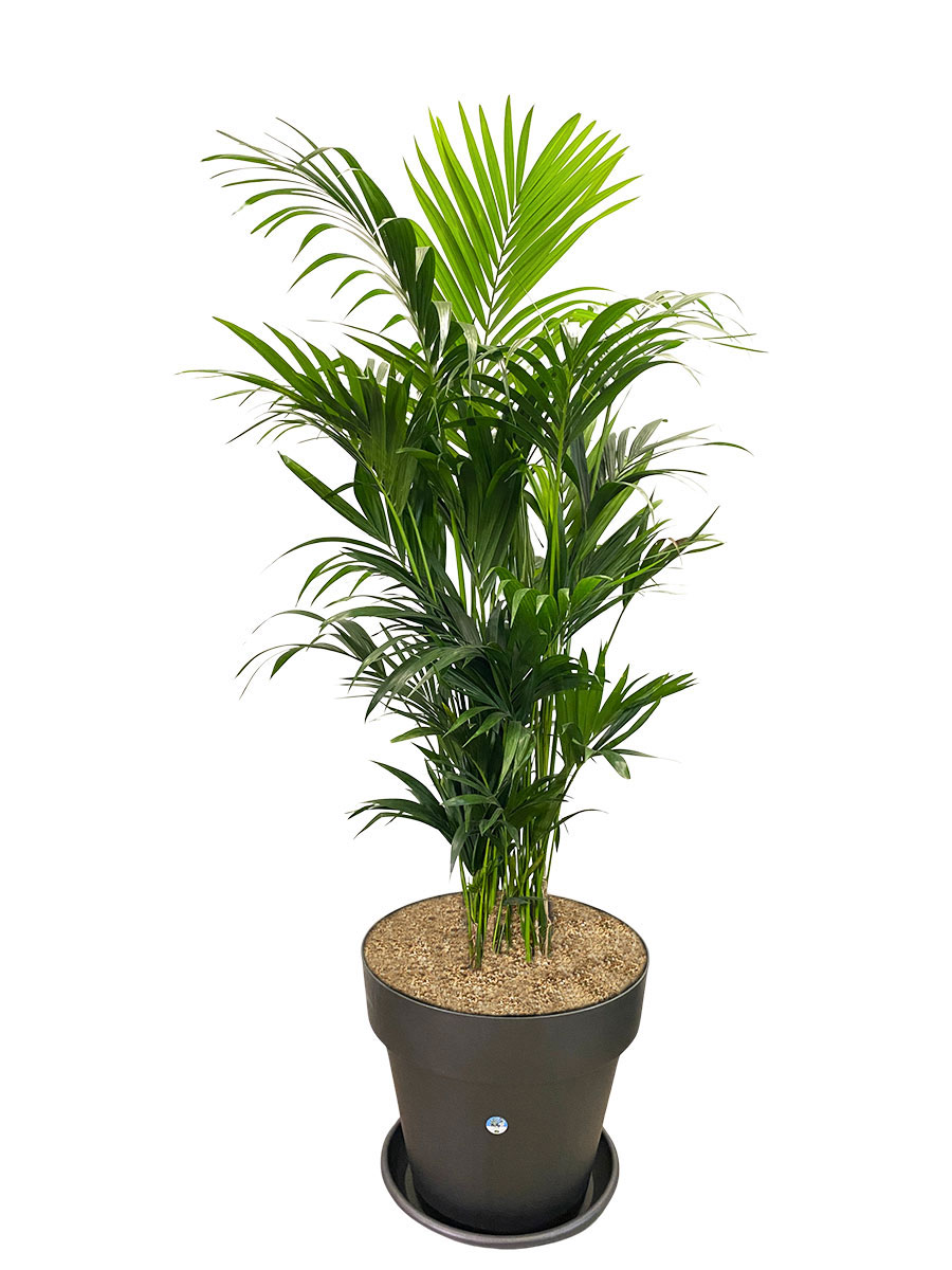 Kentiapalme Howea Forsteriana XXL