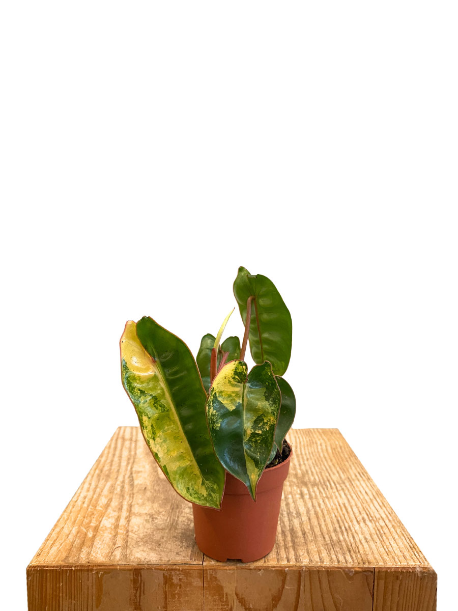 Baby Philodendron Billietiae Variegata
