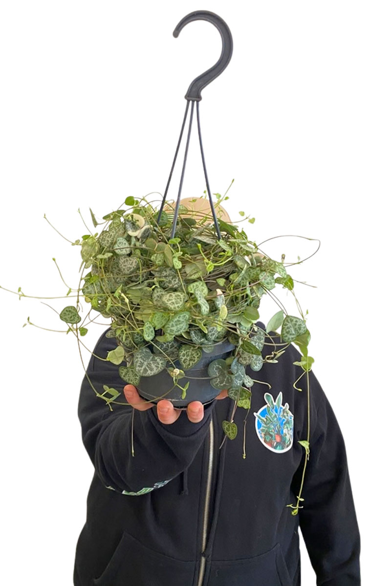 Hänger - Leuchterblume Ceropegia Woodii