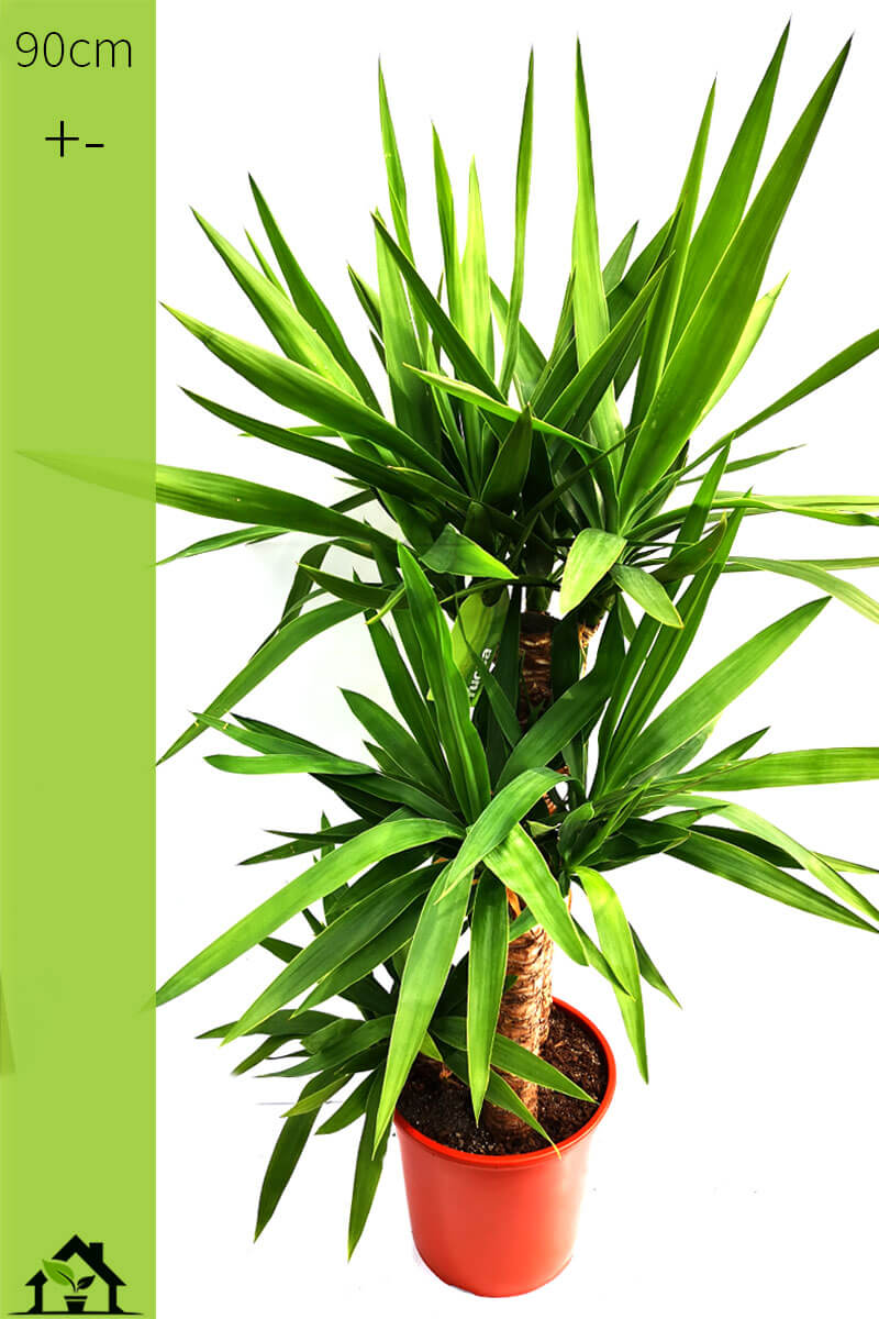 yucca-palmlilie-90cm-kaufen-auf-zimmerpflanzen.ch-dem-schweizer-zimmerpflanzen-zimmerpflanze-gruenpflanzen-topfpflanzen-bueropflanzen-shop-onlineshop-pflanzen-bestellen-schweiz