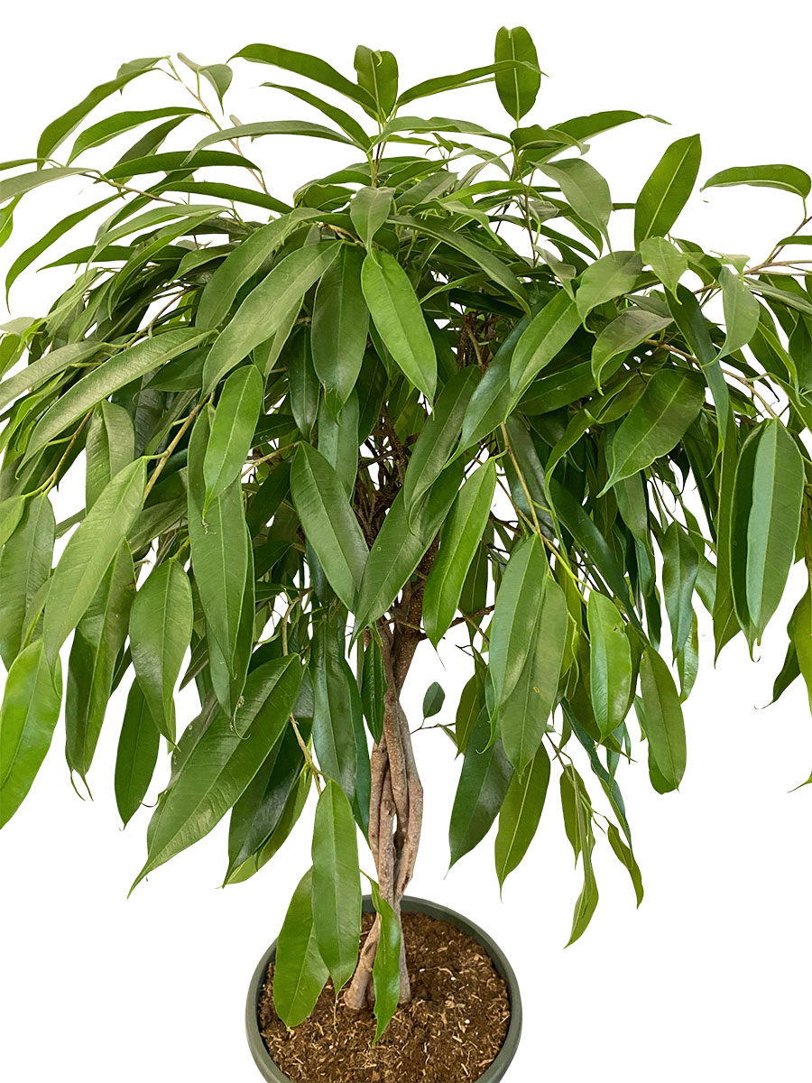 Ficus Amstel King Stamm Geflochten