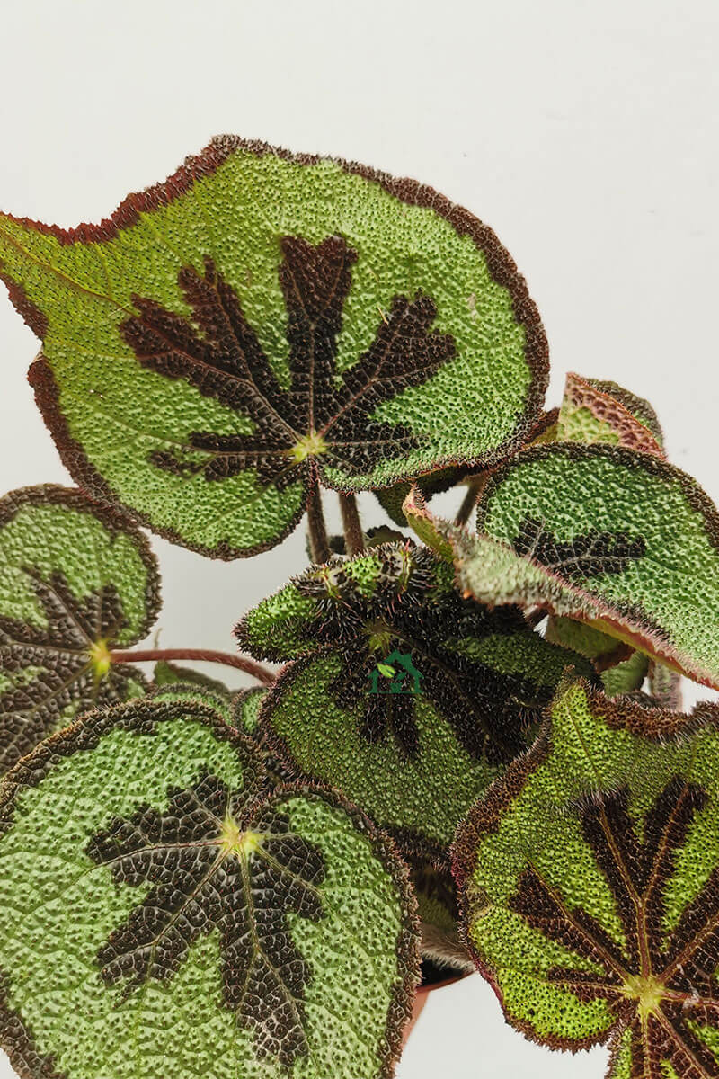 Begonia masoniana Zimmerpflanzen online kaufen