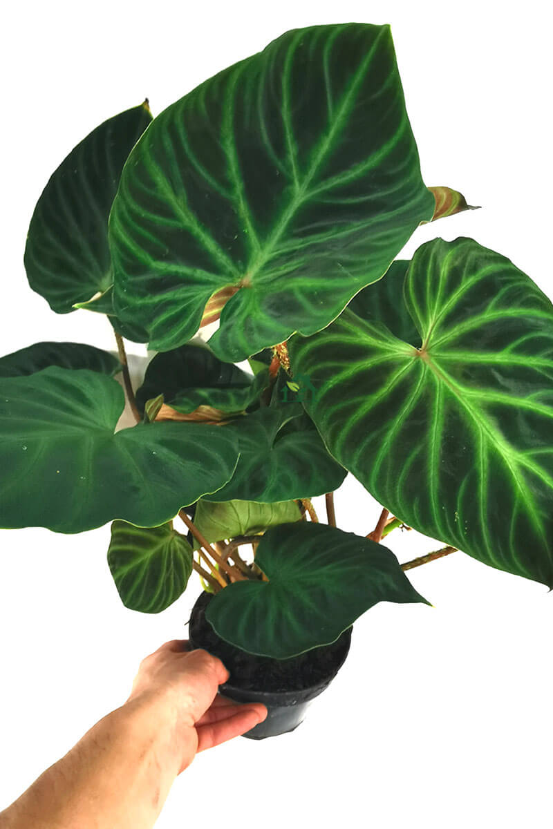 00125-verrocosum-zimmerpflanzen-schweiz-zimmerpflanze-gruenpflanzen-topfpflanzen-bueropflanzen-online-pflanzen-bestellen-schweiz Philodendron Verrocosum