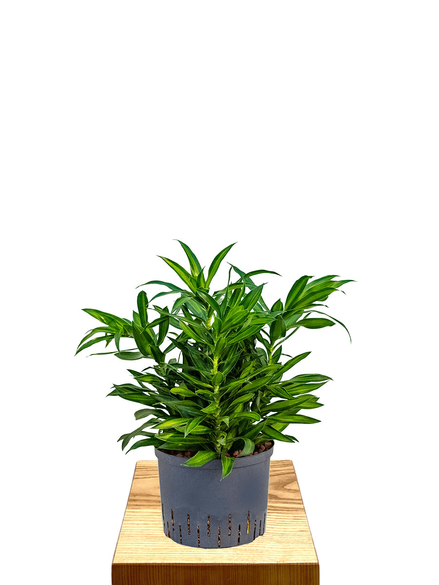 Hydro - Dracaena Reflexa Song of Jamaica - Busch