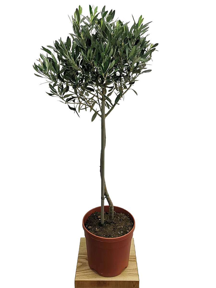 Olivenbaum Olea europaea 100cm