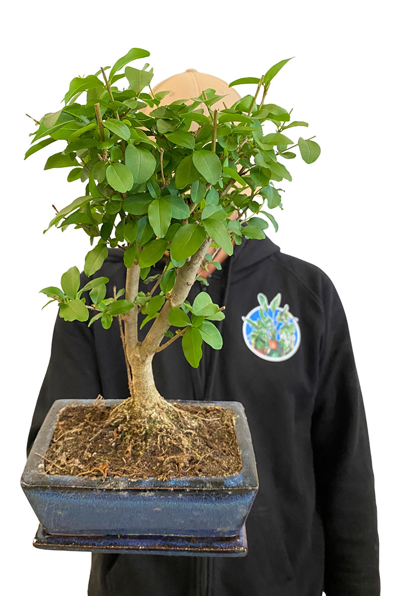 Bonsai Ligustrum Sinense - Ø15 cm