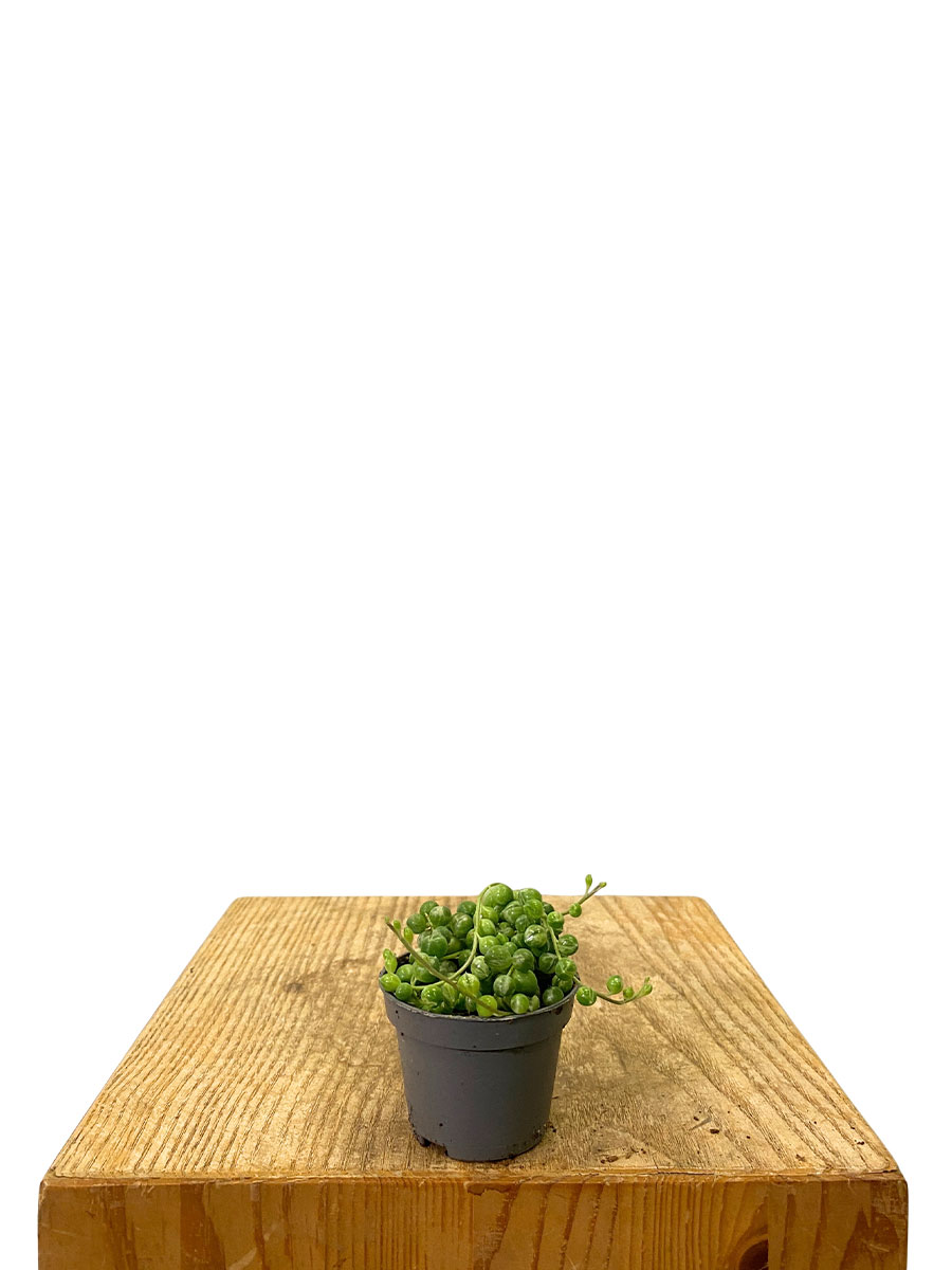 Baby Erbsenpflanze Senecio Rowleyanus Variegata