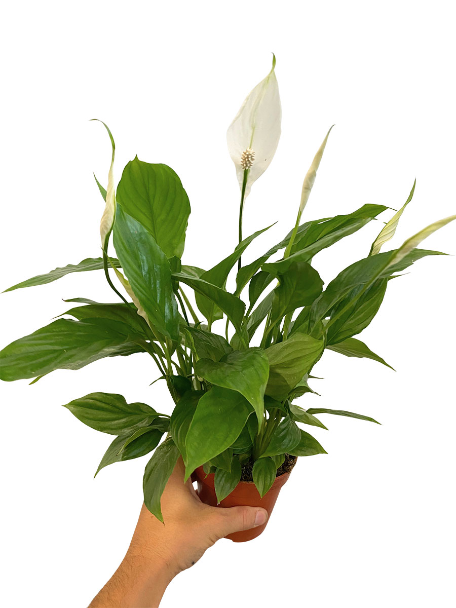 Einblatt Spathiphyllum - Ø12 cm
