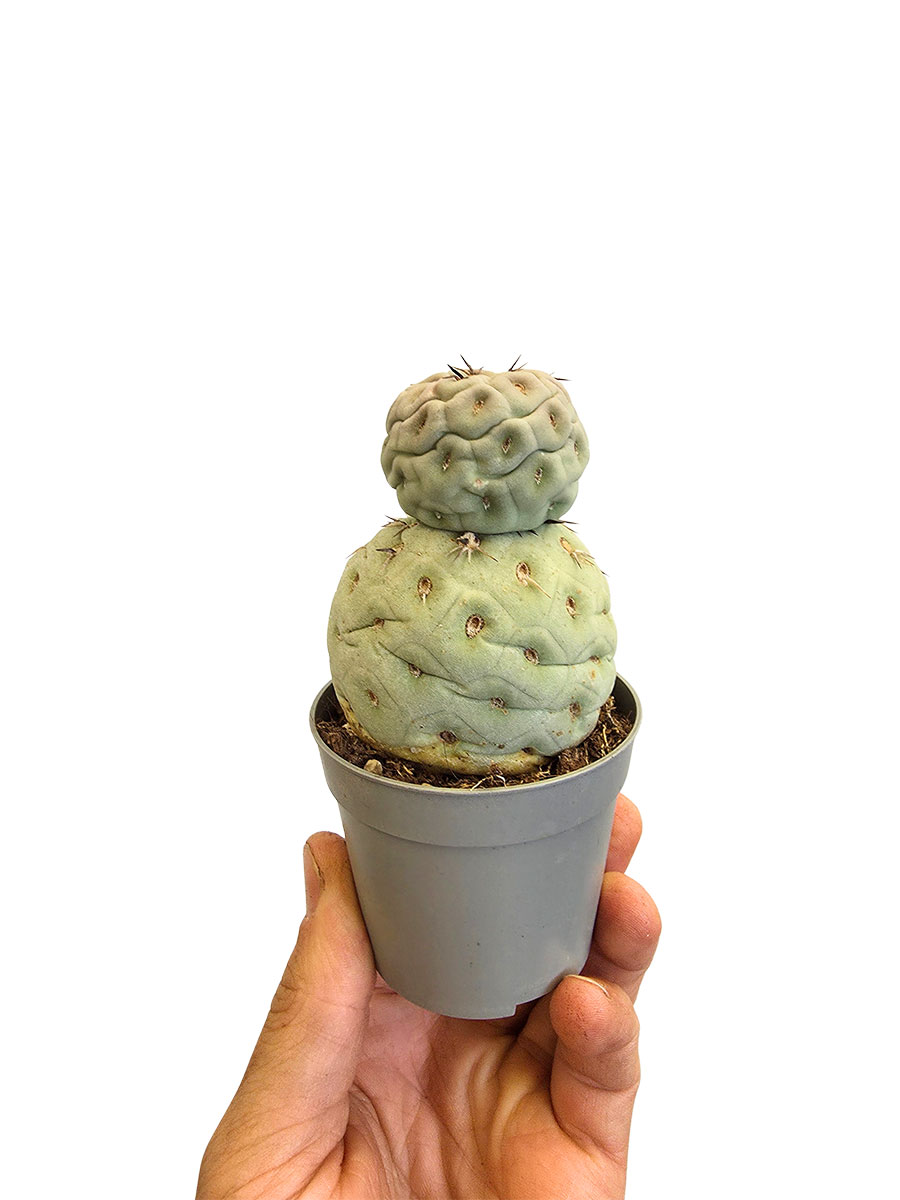 Tephrocactus Geometricus F. Hilflos