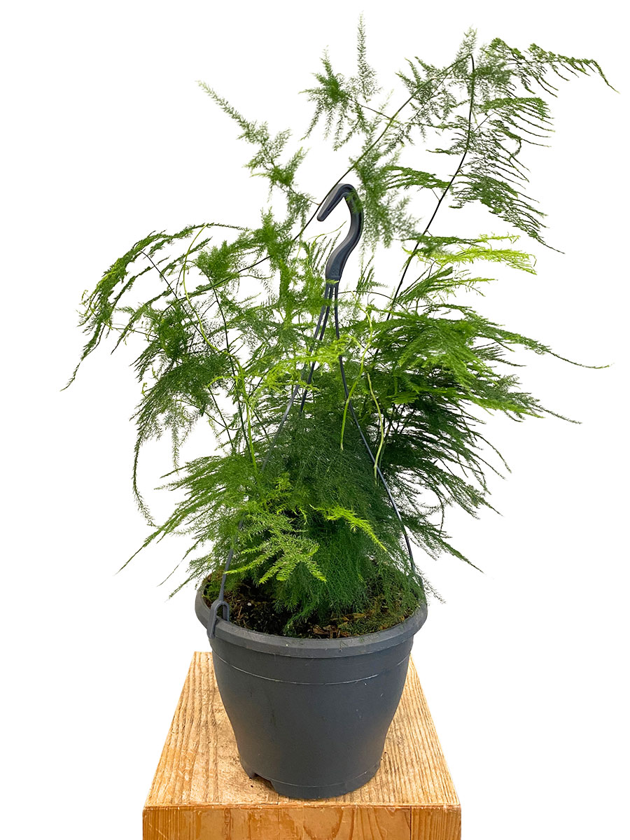 Hänger - Asparagus Plumosus