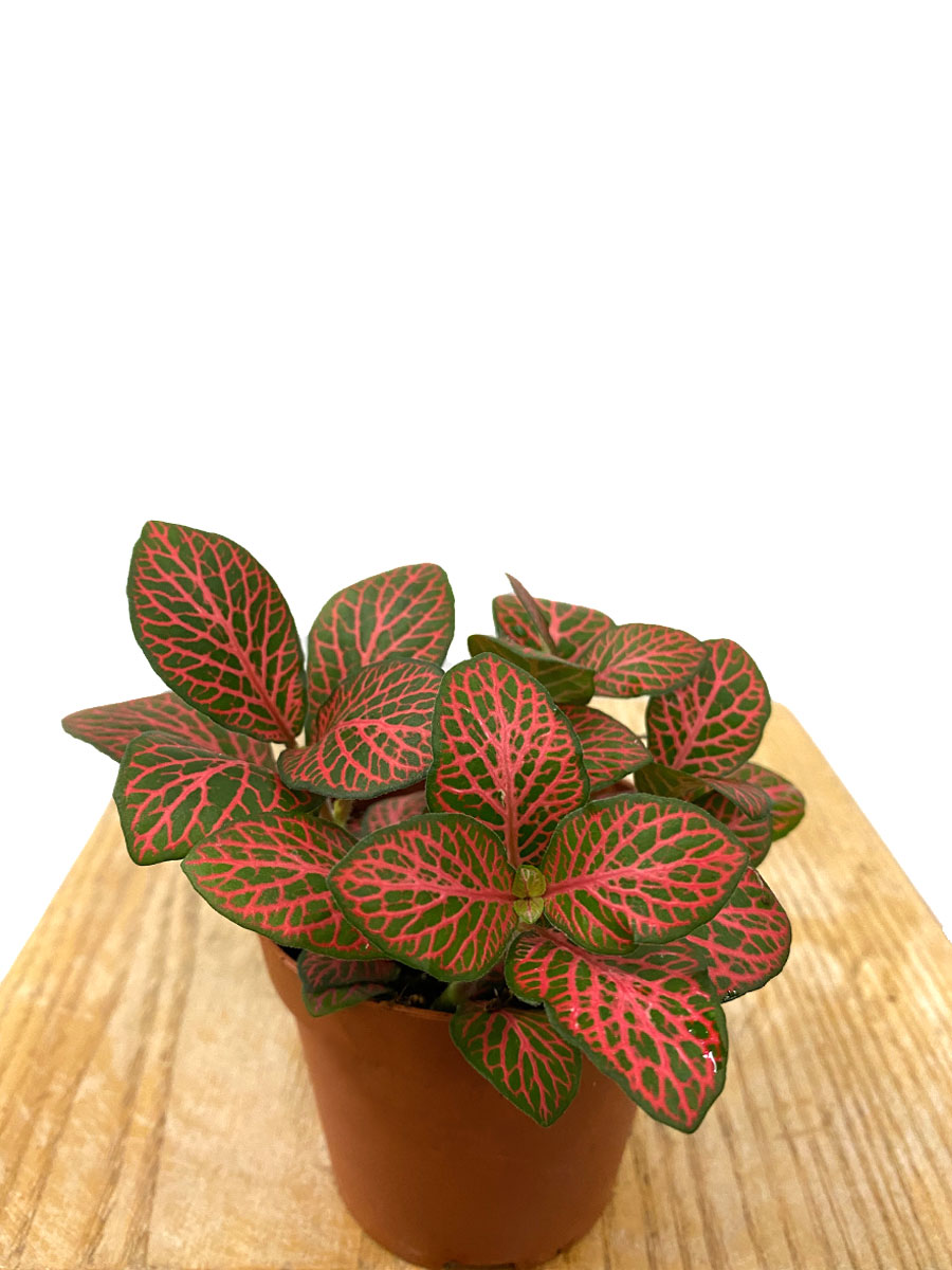Fittonia Forest Flame