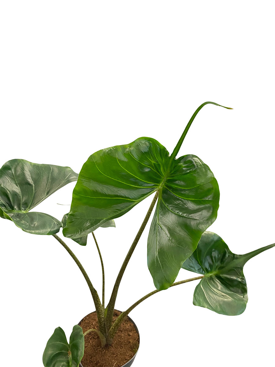 Alocasia Macrorrhiza Stingray