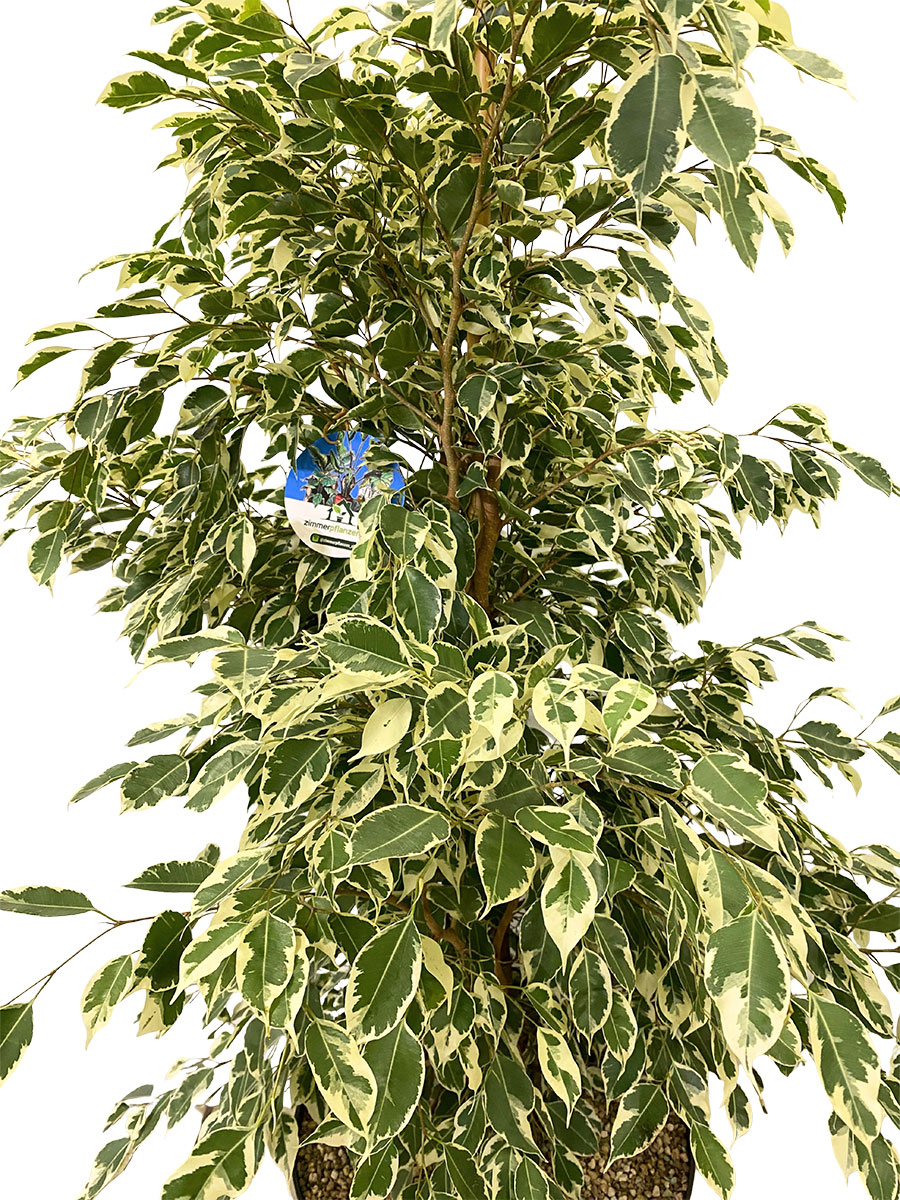 Ficus Benjamina Twilight